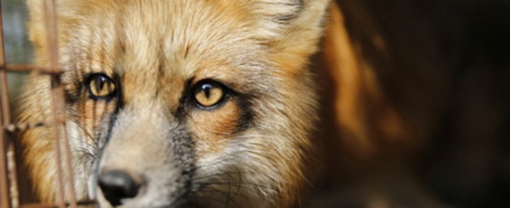 Fur debate in Parliament: ask your MP to attend