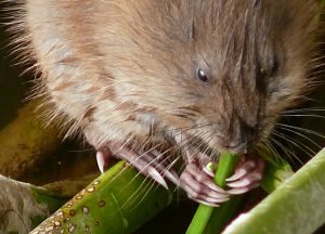 Muskrat  