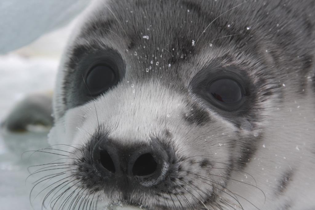 PETITION: Seals, dogs and cats need our help in post-Brexit trade talks.
