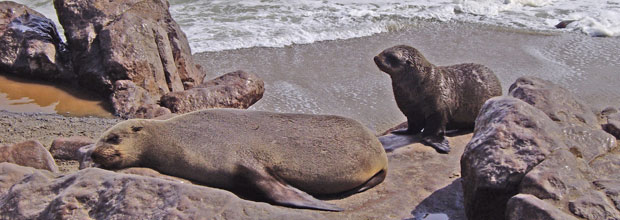 Help stop the Namibian seal slaughter