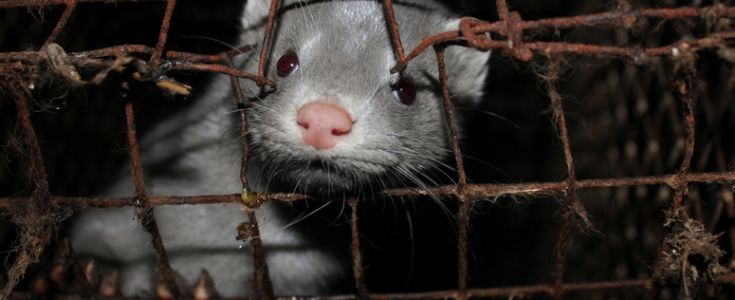 Fur farming