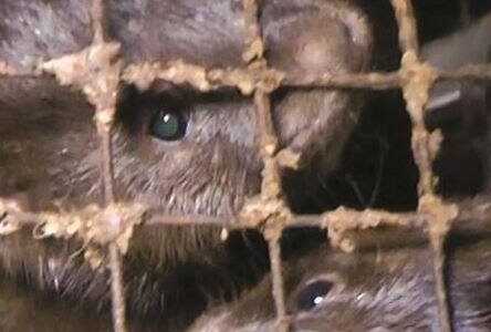 Veterinary Ireland recommends immediate ban on fur farming