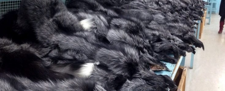 ‘Morally bankrupt’ fur trade in financial crisis