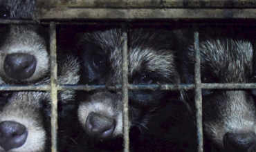 Fur trade financial crisis continues-  but the industry declare they will fight back in 2020