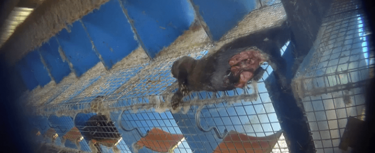 Terrible animal suffering revealed on huge Polish fur farm