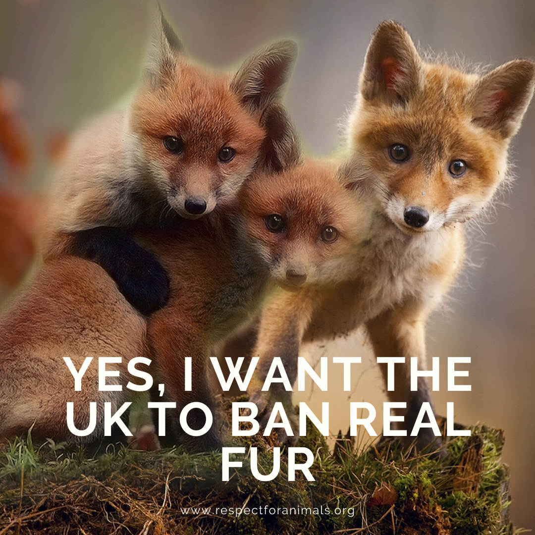 Yes, I want the UK to ban real fur.
