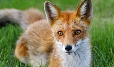 Switzerland to BAN sale and import of ‘cruel’ fur products