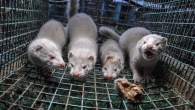 UK fur ban: Bill to end fur imports and sales introduced to Parliament