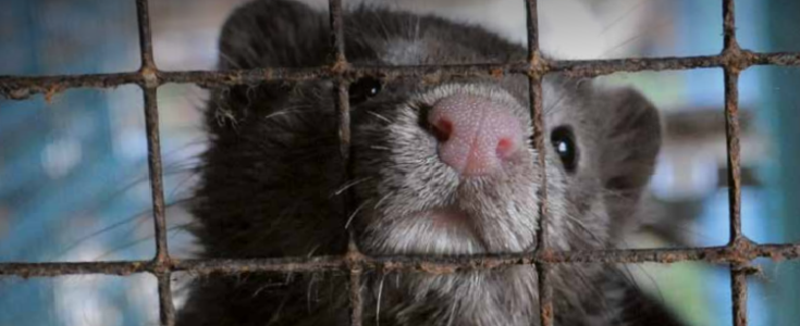 <strong>New scientific report on fur farming: animal welfare needs cannot be met</strong>