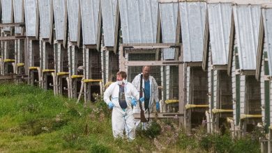 ‘Viral pathway’: fur farming risks a new pandemic