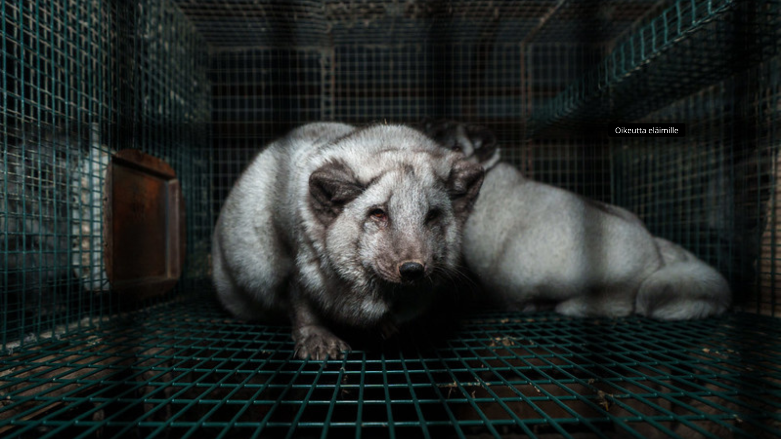 Ombudsman opens inquiry after complaint over Commission’s handling of Fur Free Europe