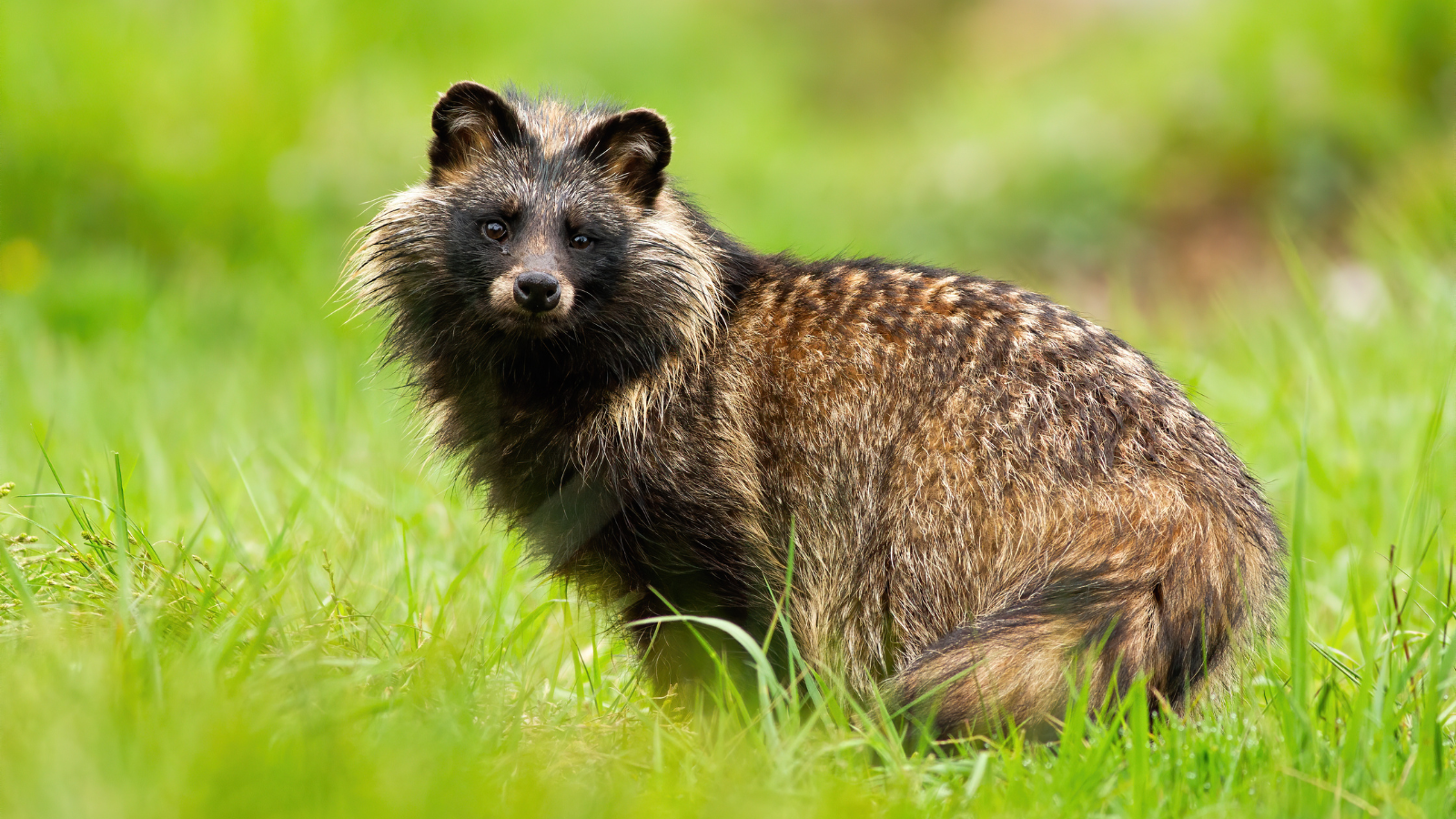 UK Government fur findings expose a cruel trade and strengthen calls for an import ban